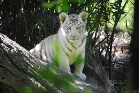 (8) Les bébés tigres blancs du Bengale.