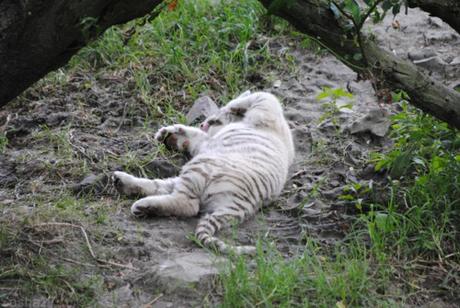 (21) Les bébés tigres blancs du Bengale.