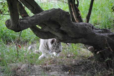 (11) Les bébés tigres blancs du Bengale.