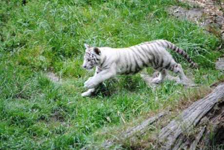 (9) Les bébés tigres blancs du Bengale.