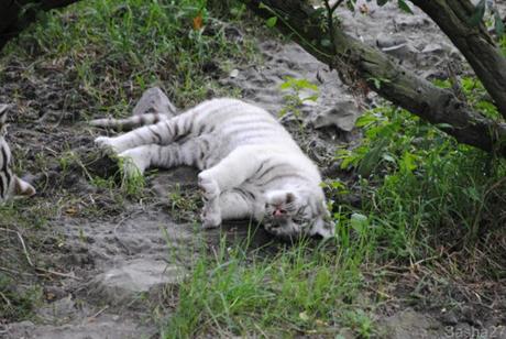 (16) Les bébés tigres blancs du Bengale.