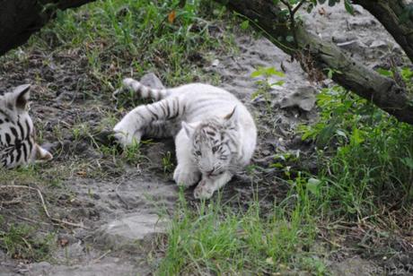(19) Les bébés tigres blancs du Bengale.