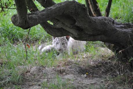 (2) Les bébés tigres blancs du Bengale.