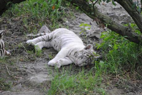 (18) Les bébés tigres blancs du Bengale.