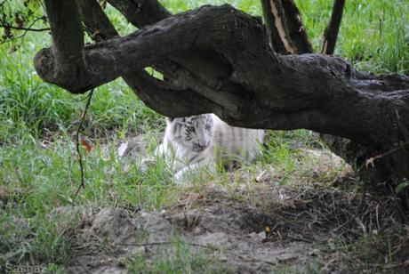 (13) Les bébés tigres blancs du Bengale.