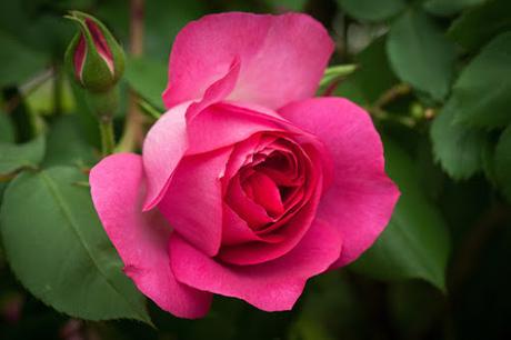 parfum de femme : Parfum Rose de Paul Smith rose paul smith exposition chelsea
