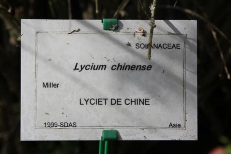 Lycium chinense