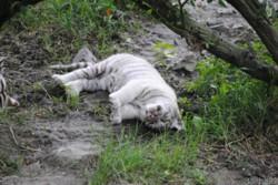 {animal de la semaine} Le Tigre Blanc du Bengale.