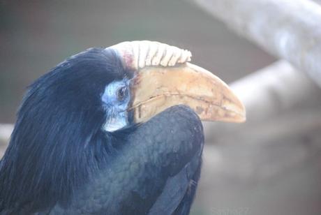 (1) Le femelle calao papoue.