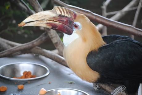 (8) Le mâle calao papoue.