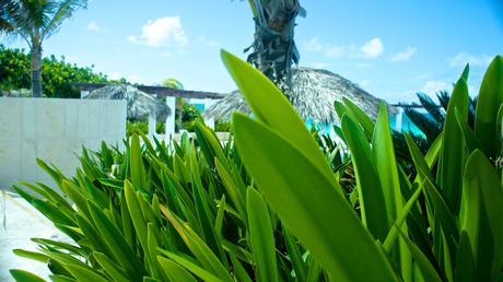 Flower Power 2015 Flower Power 2015