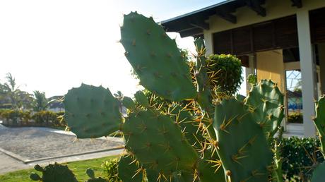 Flower Power 2015 Flower Power 2015