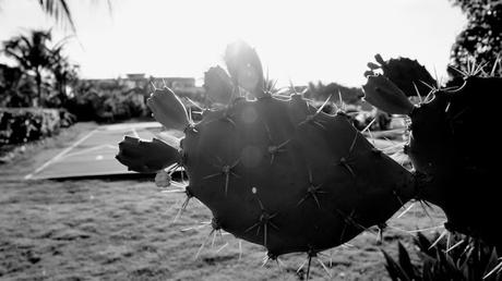 Flower Power 2015 Flower Power 2015