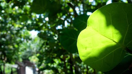 Flower Power 2015 Flower Power 2015