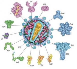VIH: Comment il bride le système immunitaire  – PLoS Pathogens