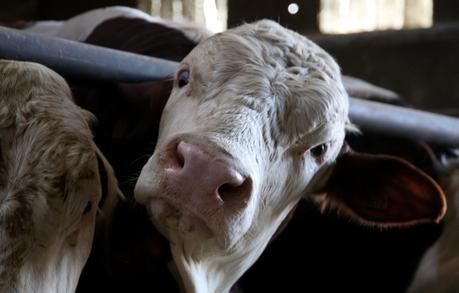 Crise de l'élevage : pourquoi les éleveurs protestent-ils ?