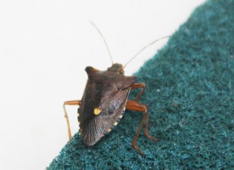 Mes visiteurs Mes visiteurs