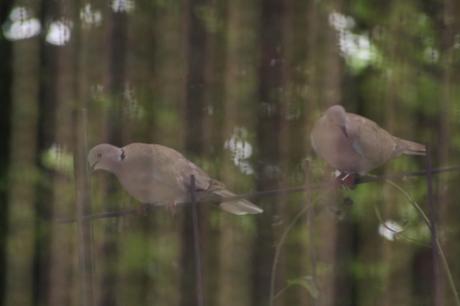 Mes visiteurs Mes visiteurs