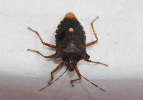 Mes visiteurs Mes visiteurs