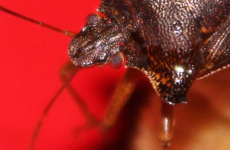 Mes visiteurs Mes visiteurs