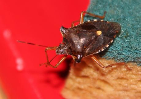 Mes visiteurs Mes visiteurs