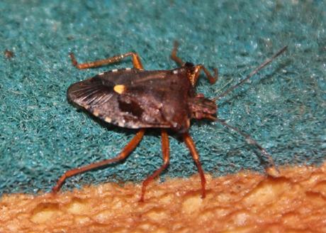 Mes visiteurs Mes visiteurs