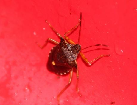 Mes visiteurs Mes visiteurs