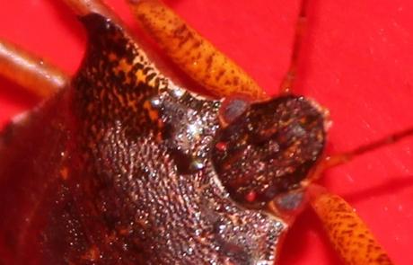 Mes visiteurs Mes visiteurs