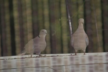 Mes visiteurs Mes visiteurs