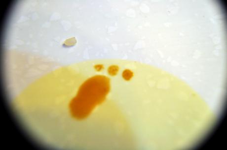 Monkey Eyes (250) Mini Pas de Soja