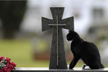 A cat sits next to the cross of a grave in the cemetery of San Salvador in Oviedo, northern Spain October 31, 2011. Catholics will mark All Saints Day on Tuesday by visiting cemeteries and graves of deceased relatives and friends. REUTERS/Eloy Alonso (SPAIN - Tags: SOCIETY RELIGION)