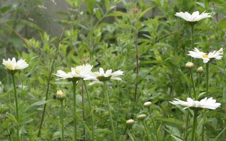 Les belles sauvageonnes Les belles sauvageonnes