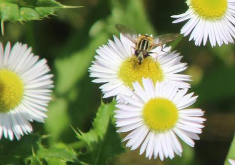Les belles sauvageonnes Les belles sauvageonnes