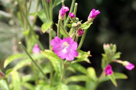 Les belles sauvageonnes Les belles sauvageonnes