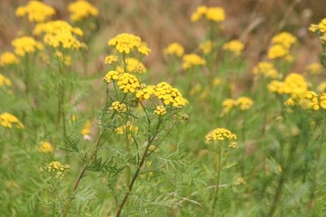 Les belles sauvageonnes Les belles sauvageonnes