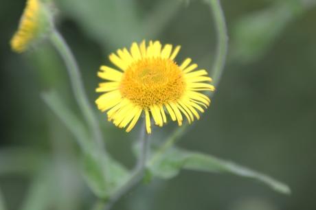 Les belles sauvageonnes Les belles sauvageonnes