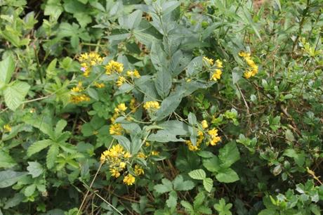 Les belles sauvageonnes Les belles sauvageonnes