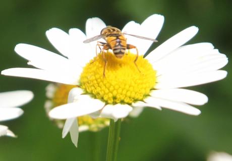 Les belles sauvageonnes Les belles sauvageonnes