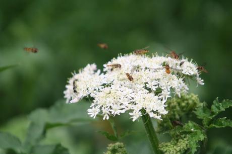 Les belles sauvageonnes Les belles sauvageonnes