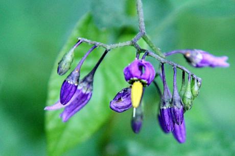 Les belles sauvageonnes Les belles sauvageonnes