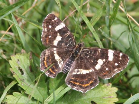Les belles sauvageonnes Les belles sauvageonnes
