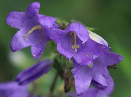 Les belles sauvageonnes Les belles sauvageonnes