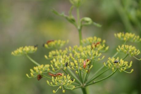 Les belles sauvageonnes Les belles sauvageonnes