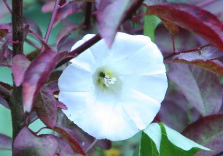 Les belles sauvageonnes Les belles sauvageonnes