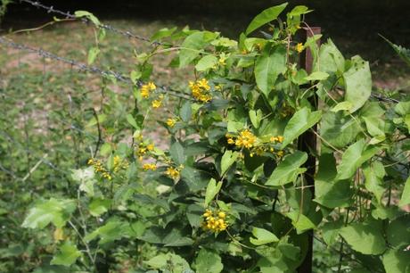 Les belles sauvageonnes Les belles sauvageonnes