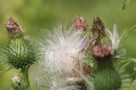 Les belles sauvageonnes Les belles sauvageonnes
