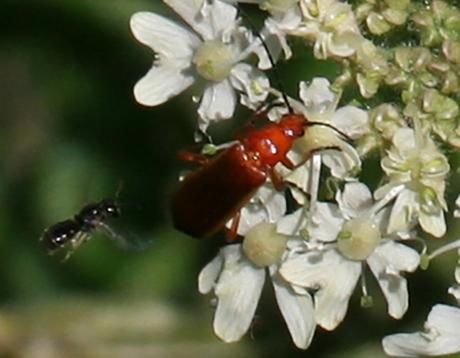 Les belles sauvageonnes Les belles sauvageonnes