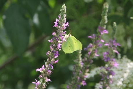 Les belles sauvageonnes Les belles sauvageonnes