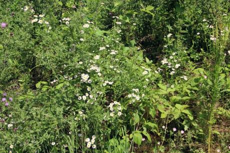 Les belles sauvageonnes Les belles sauvageonnes