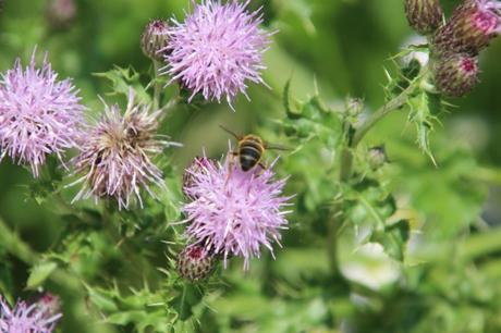 Les belles sauvageonnes Les belles sauvageonnes